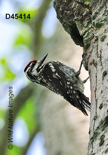 Yellow-bellied Sapsucker (Sphyrapicus varius)